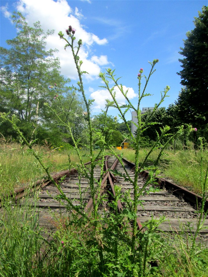 Weg-Distel (Carduus acanthoides) auf einem toten Gleis am Osthafen Saarbrücken