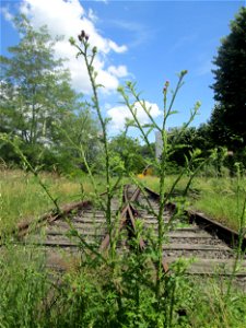 Weg-Distel (Carduus acanthoides) auf einem toten Gleis am Osthafen Saarbrücken