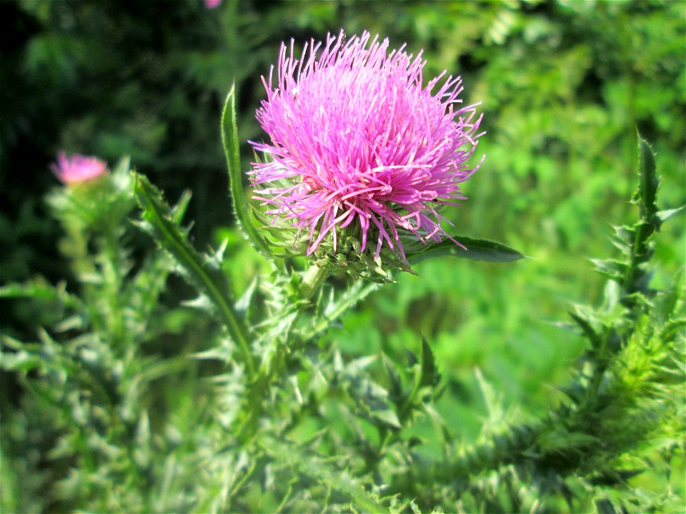 Weg-Distel (Carduus acanthoides) in der Schwetzinger Hardt