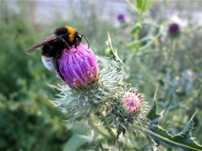 Weg-Distel (Carduus acanthoides) auf einer Baustelle in Mannheim-Lindenhof photo