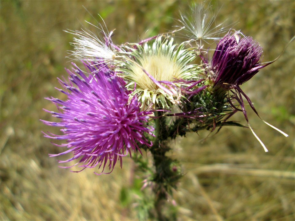 Weg-Distel (Carduus acanthoides) an der Böschung der A61 im Landschaftsschutzgebiet „Hockenheimer Rheinbogen“