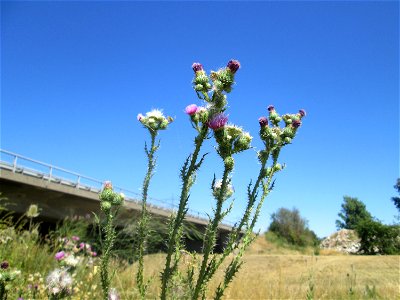 Weg-Distel (Carduus acanthoides) an der Böschung der A61 im Landschaftsschutzgebiet „Hockenheimer Rheinbogen“