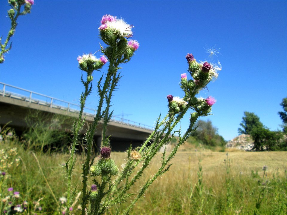 Weg-Distel (Carduus acanthoides) an der Böschung der A61 im Landschaftsschutzgebiet „Hockenheimer Rheinbogen“