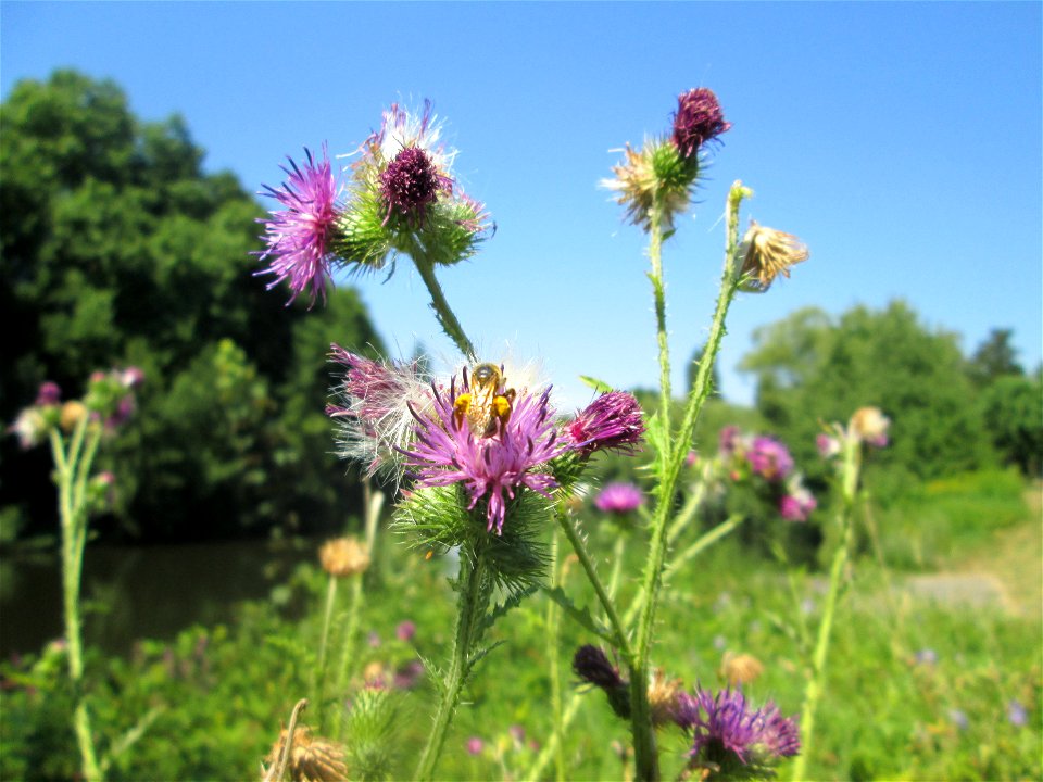 Weg-Distel (Carduus acanthoides) an der Saar in Saarbrücken