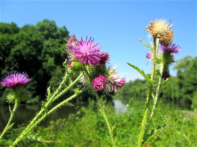 Weg-Distel (Carduus acanthoides) an der Saar in Saarbrücken