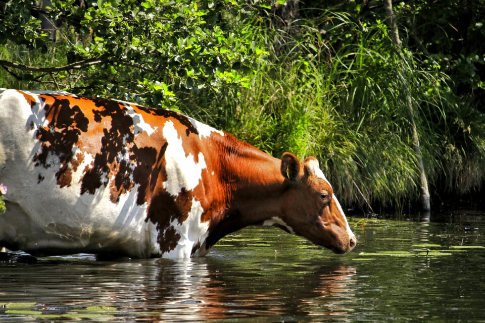Cattle landscape river