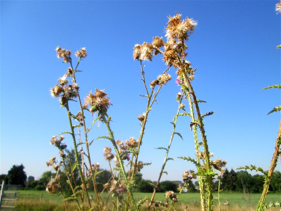 Weg-Distel (Carduus acanthoides) auf einem Sandplatz in Hockenheim
