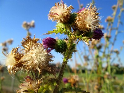 Weg-Distel (Carduus acanthoides) auf einem Sandplatz in Hockenheim