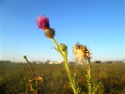Weg-Distel (Carduus acanthoides) in Hockenheim-Talhaus