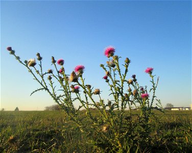 Weg-Distel (Carduus acanthoides) in Hockenheim-Talhaus photo