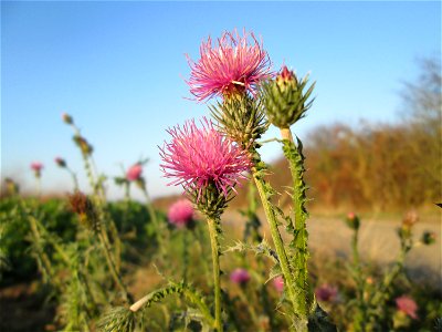Weg-Distel (Carduus acanthoides) bei Reilingen im Spätherbst