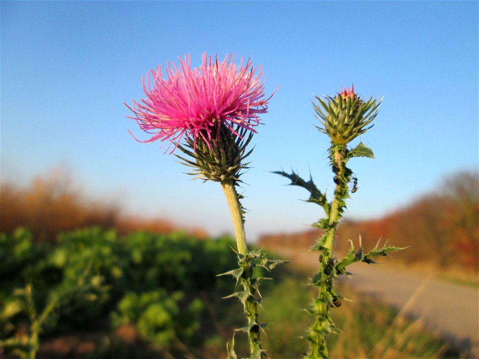 Weg-Distel (Carduus acanthoides) bei Reilingen im Spätherbst