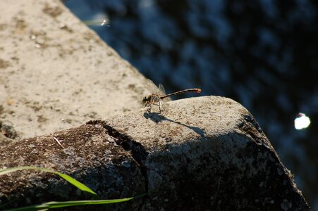Insect dragonfly nature