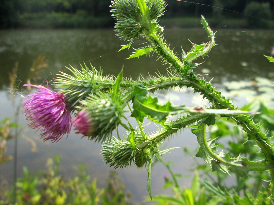 Weg-Distel (Carduus acanthoides) im Naturschutzgebiet "St. Arnualer Wiesen"
