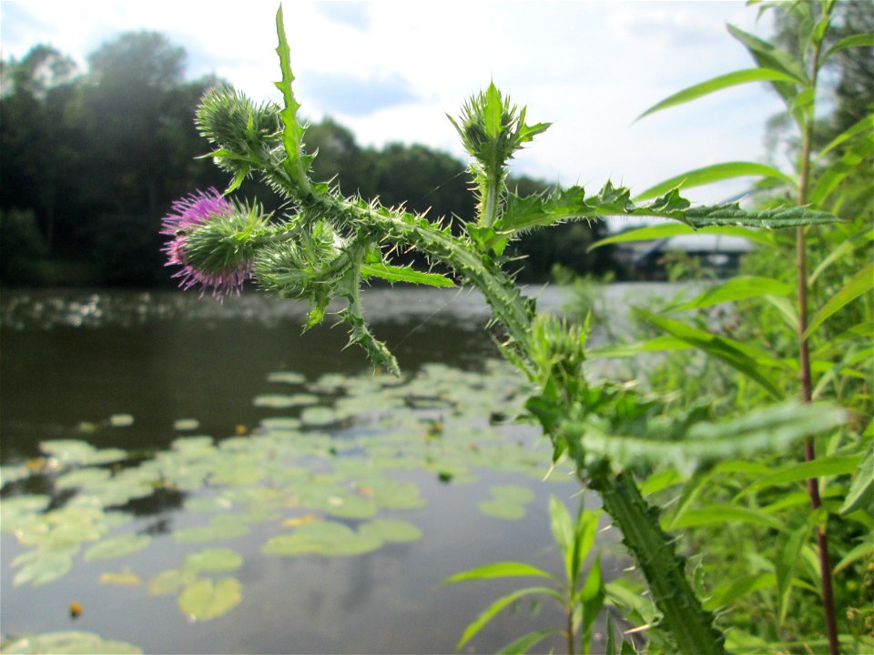 Weg-Distel (Carduus acanthoides) im Naturschutzgebiet "St. Arnualer Wiesen"