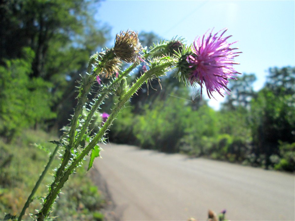 Weg-Distel (Carduus acanthoides) an der Werkshalde Halberg in Brebach