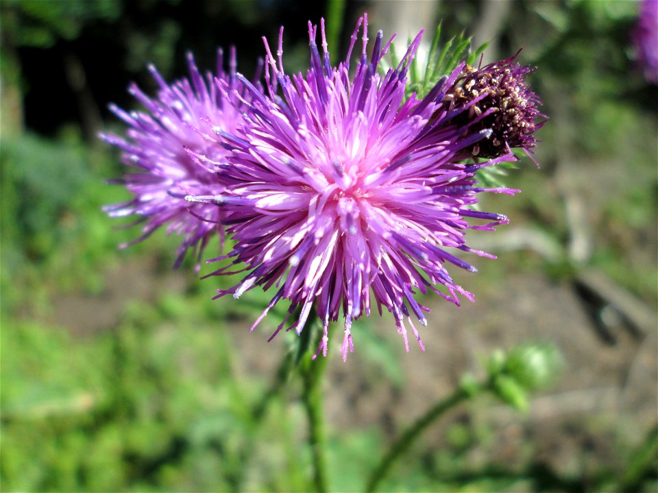Weg-Distel (Carduus acanthoides) an der Werkshalde Halberg in Brebach