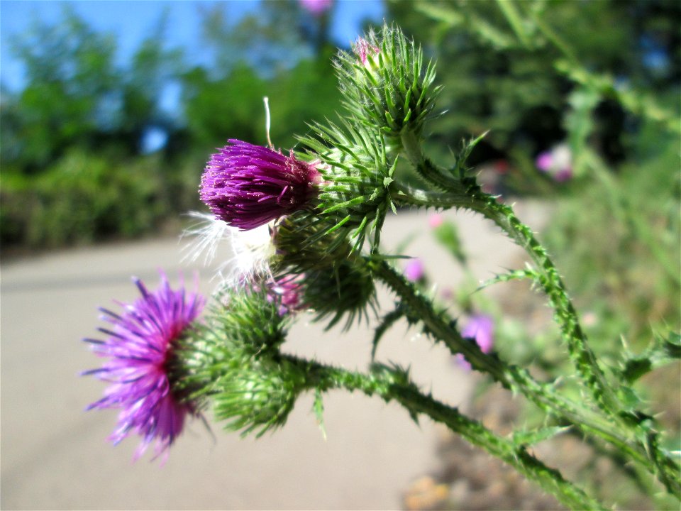 Weg-Distel (Carduus acanthoides) an der Werkshalde Halberg in Brebach
