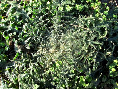 Grundblätter der Weg-Distel (Carduus acanthoides) in Brebach