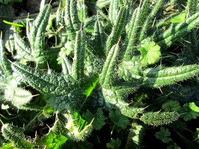 Grundblätter der Weg-Distel (Carduus acanthoides) in Brebach