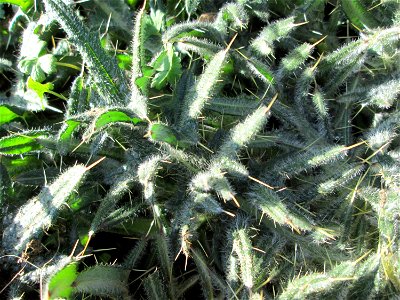 Grundblätter der Weg-Distel (Carduus acanthoides) in Brebach