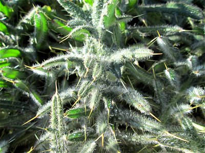 Grundblätter der Weg-Distel (Carduus acanthoides) in Brebach