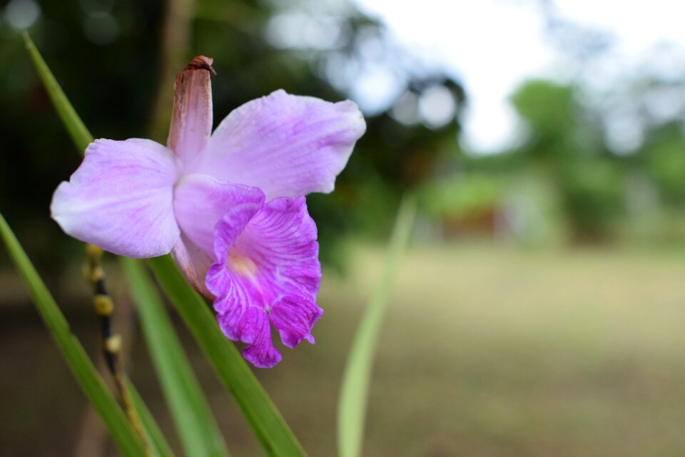 Colombia flowers orchid