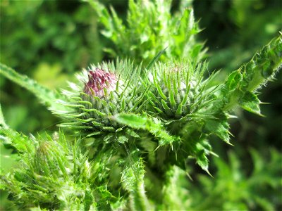 Weg-Distel (Carduus acanthoides) auf einem Parkplatz in Brebach