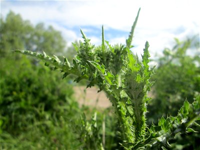 Weg-Distel (Carduus acanthoides) auf einem Parkplatz in Brebach