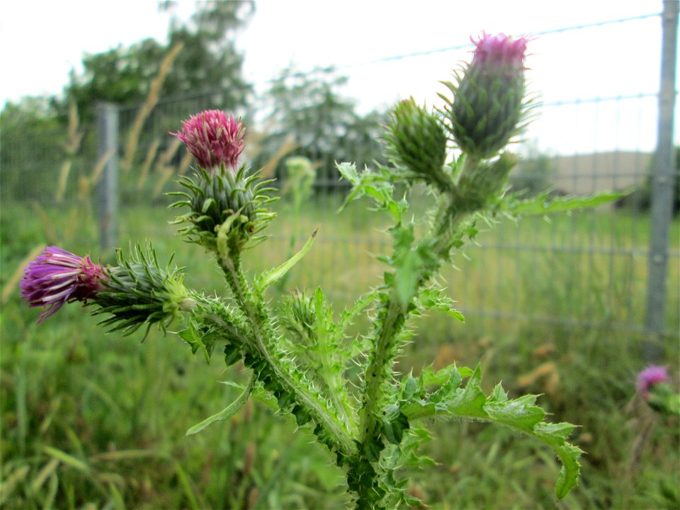 Weg-Distel (Carduus acanthoides) in Brebach