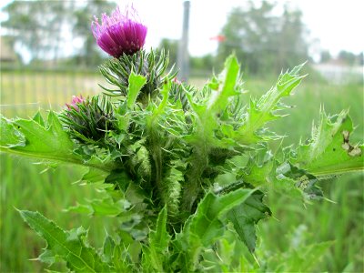 Weg-Distel (Carduus acanthoides) in Brebach
