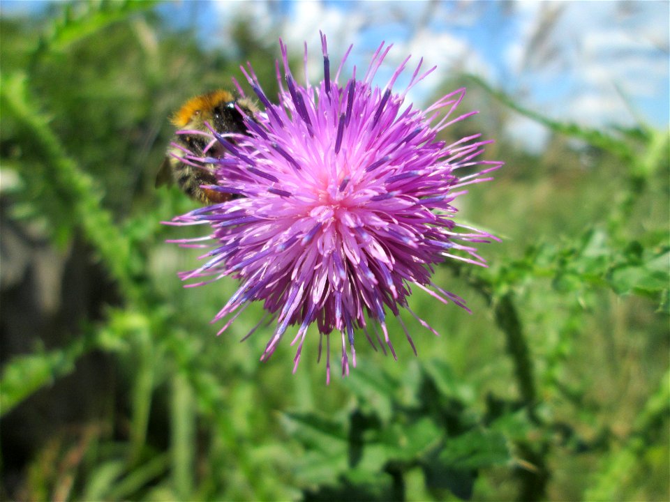 Weg-Distel (Carduus acanthoides) nahe den Sankt Arnualer Wiesen in Saarbrücken
