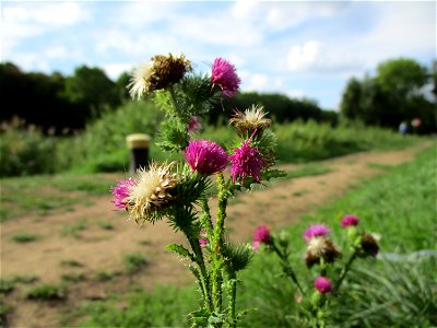 Weg-Distel (Carduus acanthoides) im Naturschutzgebiet "St. Arnualer Wiesen"