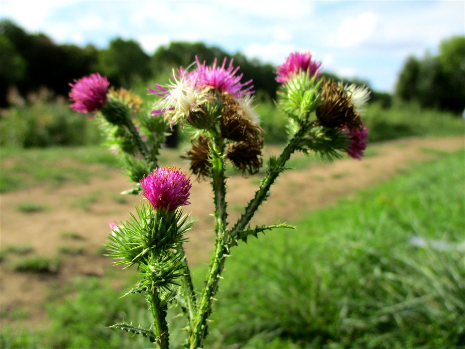 Weg-Distel (Carduus acanthoides) im Naturschutzgebiet "St. Arnualer Wiesen"