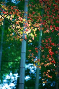 Tree bamboo japan