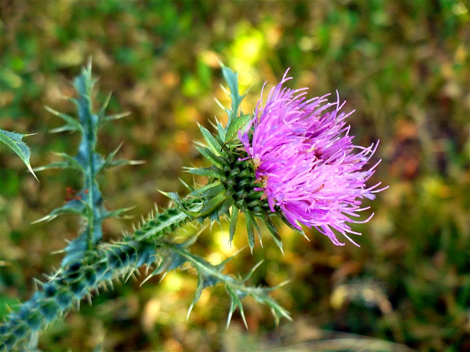 Carduus acanthoides (flower)