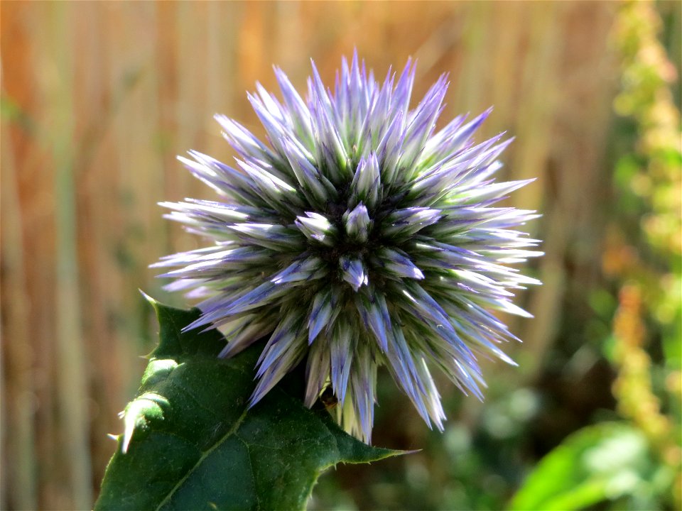 Drüsenblättrige Kugeldistel (Echinops sphaerocephalus) bei Hockenheim