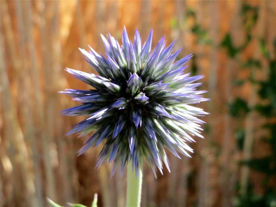 Drüsenblättrige Kugeldistel (Echinops sphaerocephalus) bei Hockenheim