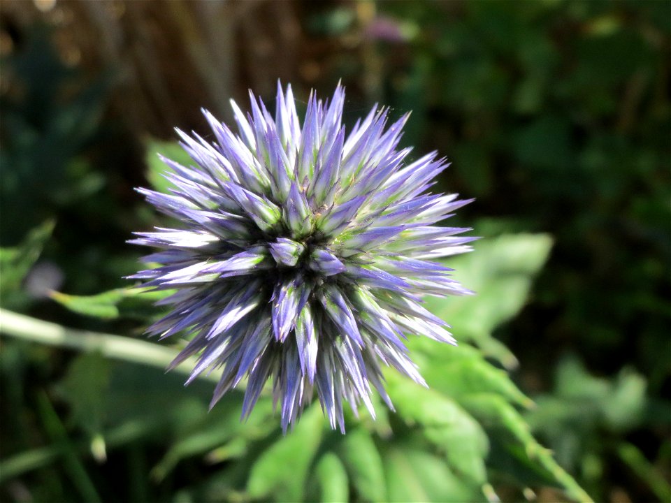 Drüsenblättrige Kugeldistel (Echinops sphaerocephalus) bei Hockenheim