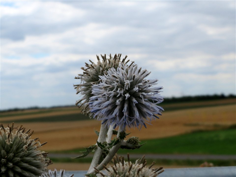 Drüsenblättrige Kugeldistel (Echinops sphaerocephalus) bei Wiesbaden-Nordenstadt