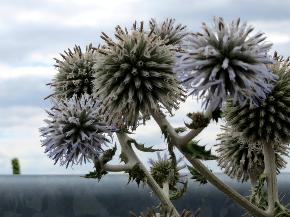 Drüsenblättrige Kugeldistel (Echinops sphaerocephalus) bei Wiesbaden-Nordenstadt