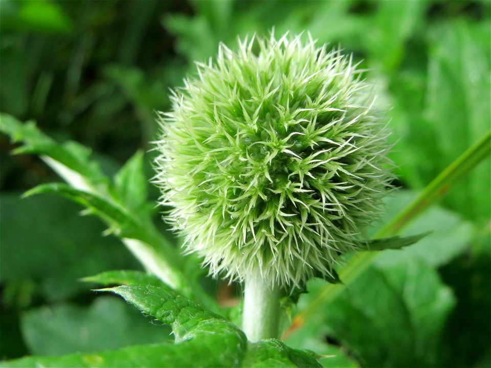 Drüsenblättrige Kugeldistel (Echinops sphaerocephalus) im Hockenheimer Rheinbogen
