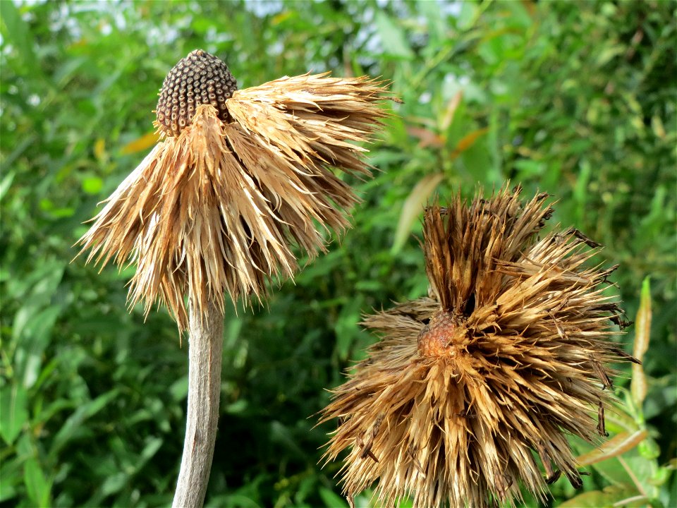 Drüsenblättrige Kugeldistel (Echinops sphaerocephalus) im Hockenheimer Rheinbogen