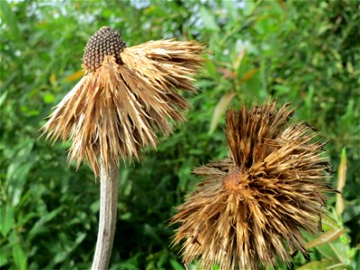 Drüsenblättrige Kugeldistel (Echinops sphaerocephalus) im Hockenheimer Rheinbogen
