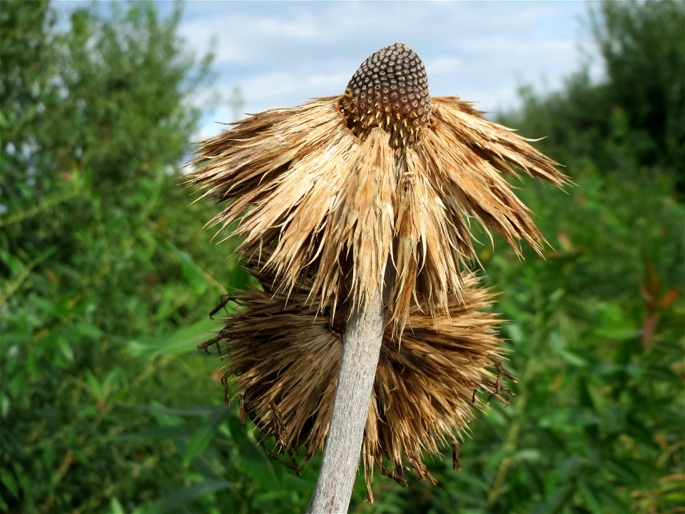 Drüsenblättrige Kugeldistel (Echinops sphaerocephalus) im Hockenheimer Rheinbogen