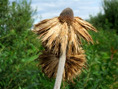 Drüsenblättrige Kugeldistel (Echinops sphaerocephalus) im Hockenheimer Rheinbogen