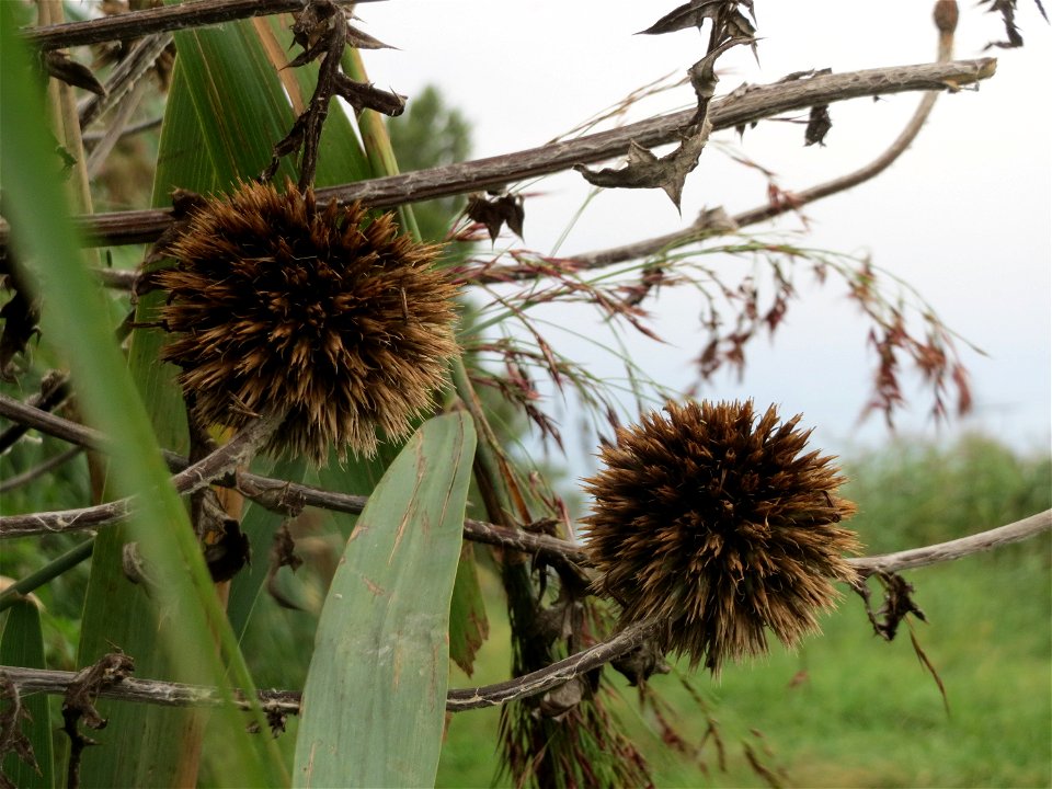 Drüsenblättrige Kugeldistel (Echinops sphaerocephalus) im Hockenheimer Rheinbogen