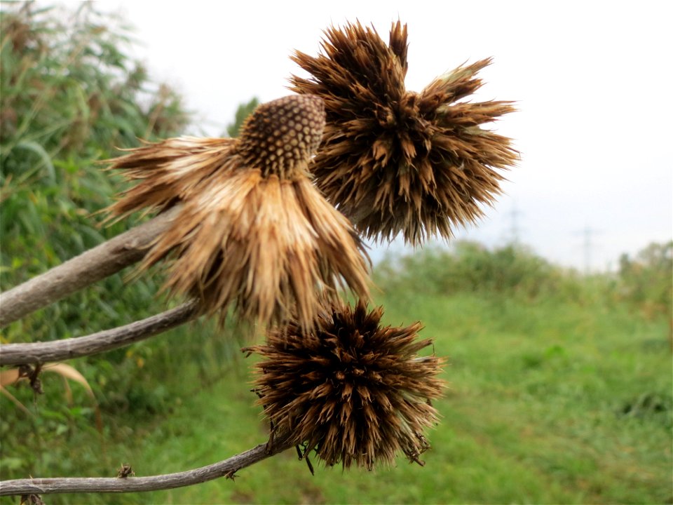 Drüsenblättrige Kugeldistel (Echinops sphaerocephalus) im Hockenheimer Rheinbogen