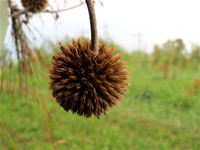 Drüsenblättrige Kugeldistel (Echinops sphaerocephalus) im Hockenheimer Rheinbogen