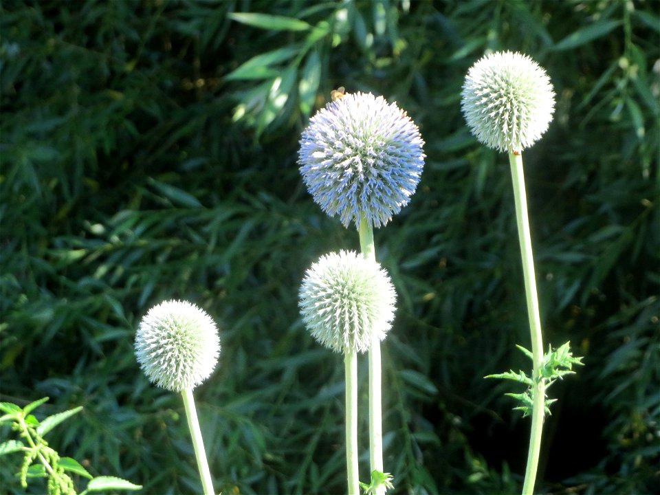Drüsenblättrige Kugeldistel (Echinops sphaerocephalus) in Hockenheim